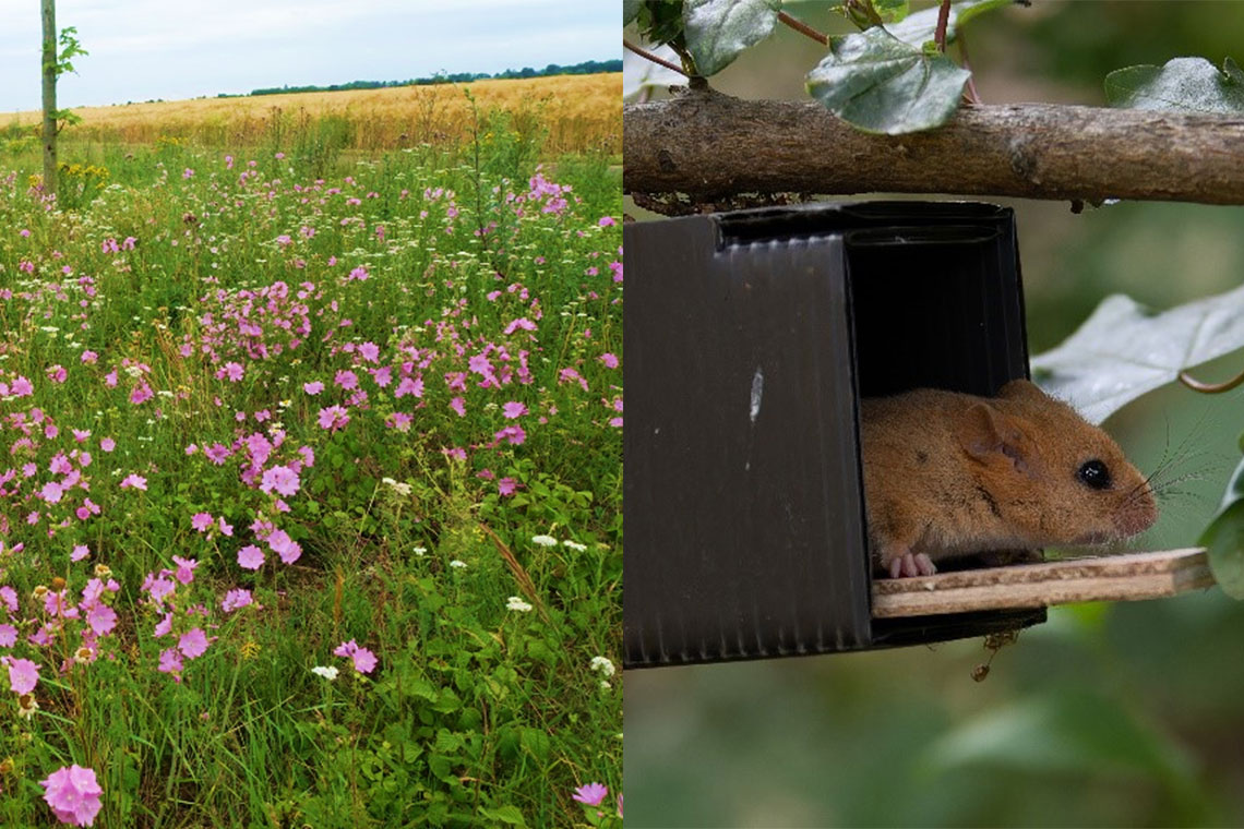 header_collage_wiese_tier.jpg