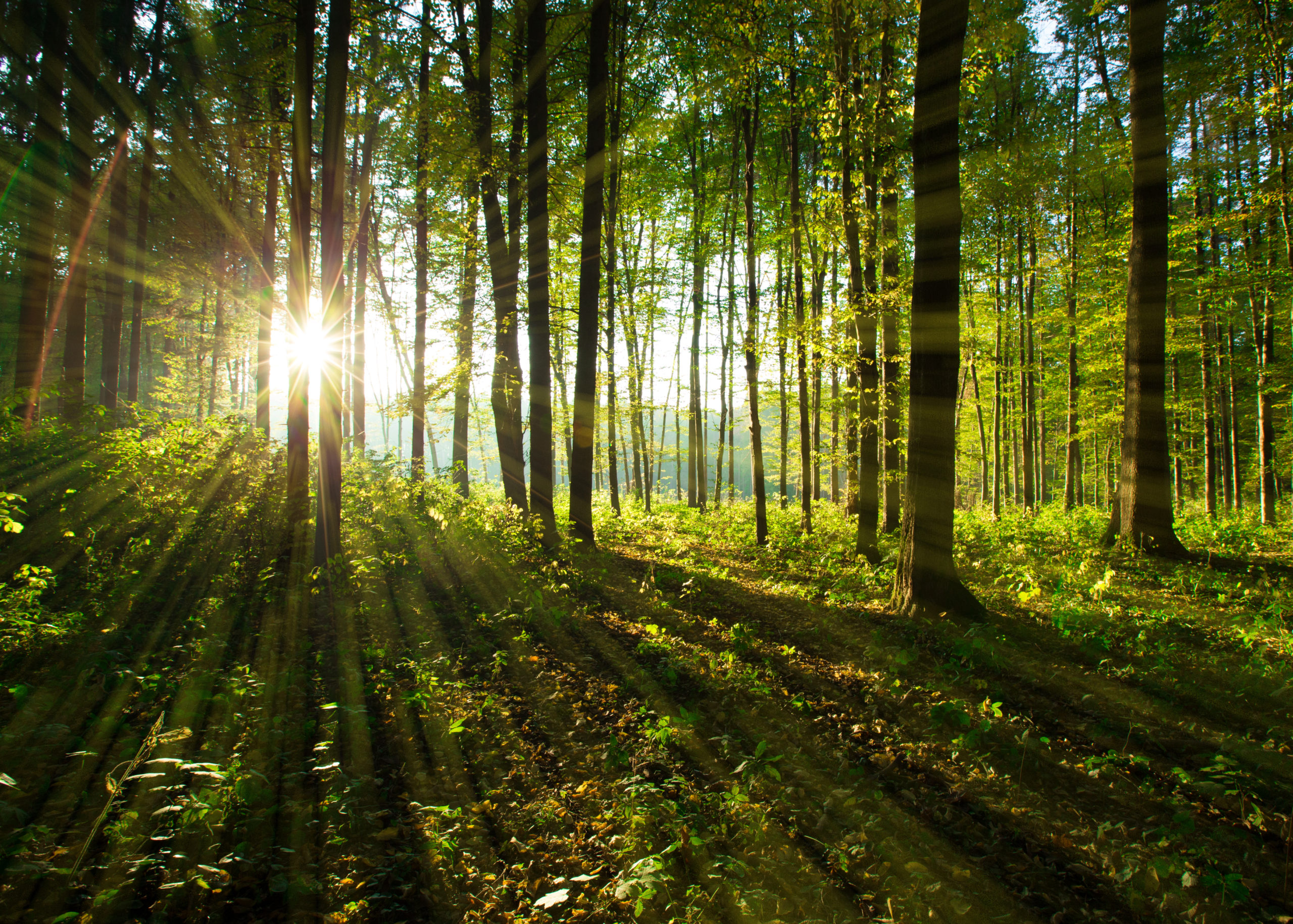 Forest