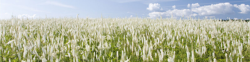 Feld