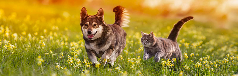 Hund und Katze