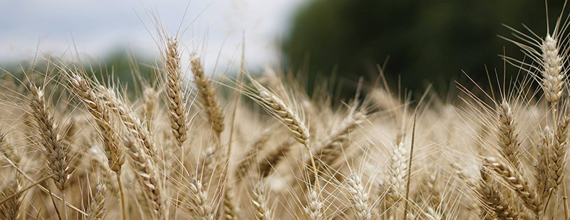 Weizenfeld im Sommer
