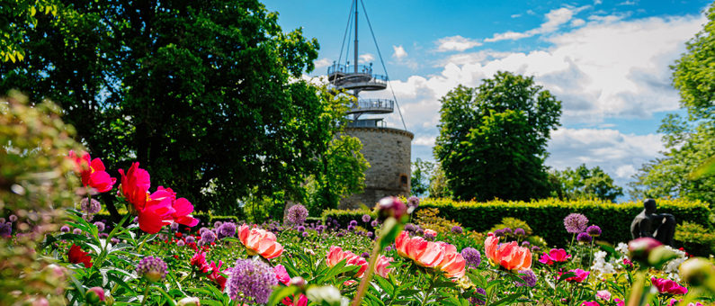 Blühender Garten mit roten und rosa Blüten vor historischem Turm unter blauem Himmel