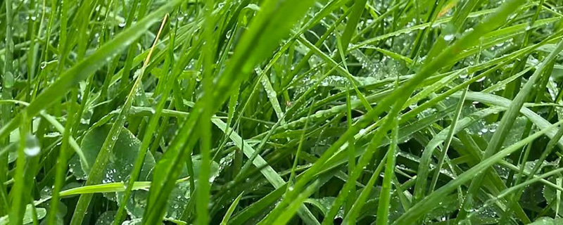Gras