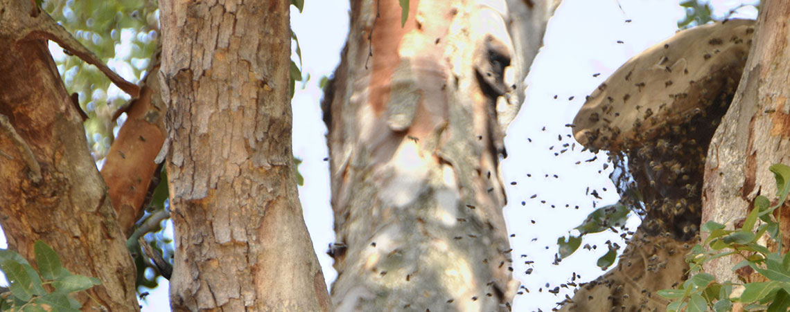 Bienenstock auf dem Baum